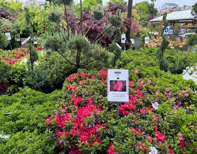 Azaleas in Spring at Valley View Farms