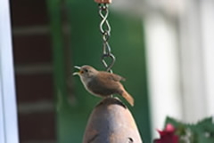 Wren