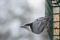 Nuthatch on Suet